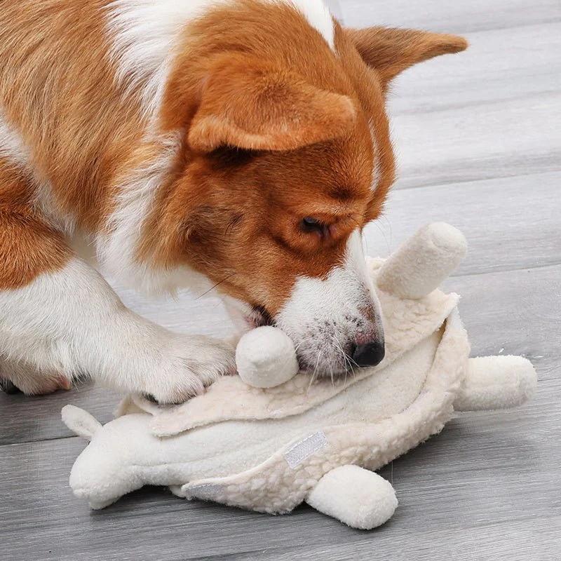 Corgi dog sniffing the white lamb plush sniff toy on wooden floor