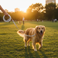 Golden retriever on sunset walk with retractable ring leash