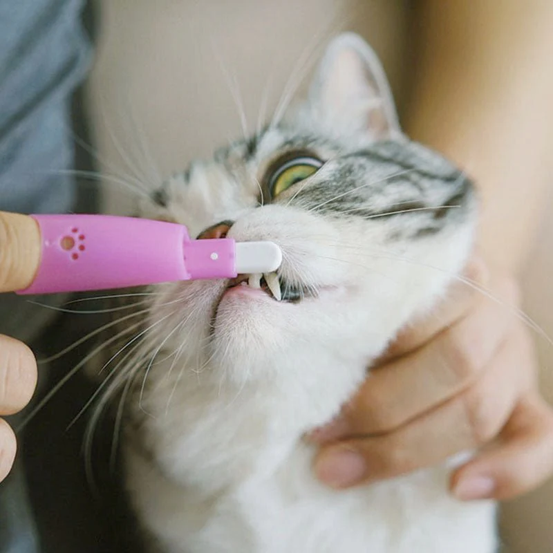 Person using pink silicone finger toothbrush to brush a white tabby cat's teeth